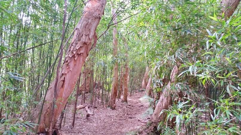 waikamoi nature trail. waikamoi ridge trail. road to hana bamboo forest. maui bamboo forest