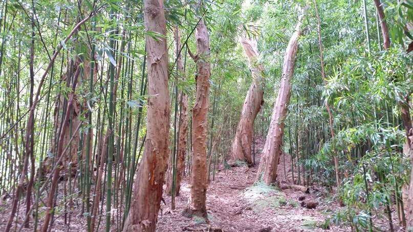 waikamoi nature trail. waikamoi ridge trail. road to hana bamboo forest. maui bamboo forest