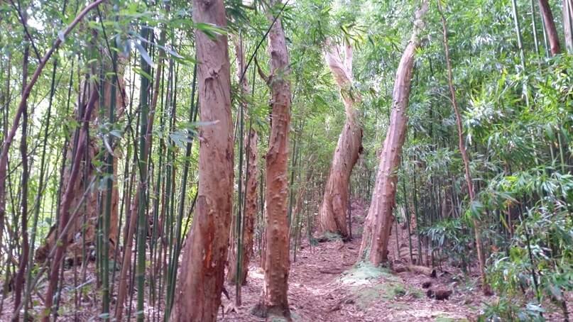 waikamoi nature trail. waikamoi ridge trail. road to hana bamboo forest. maui bamboo forest