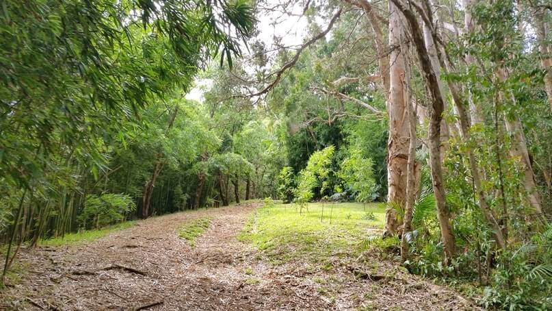 waikamoi nature trail. waikamoi ridge trail. road to hana bamboo forest. maui bamboo forest