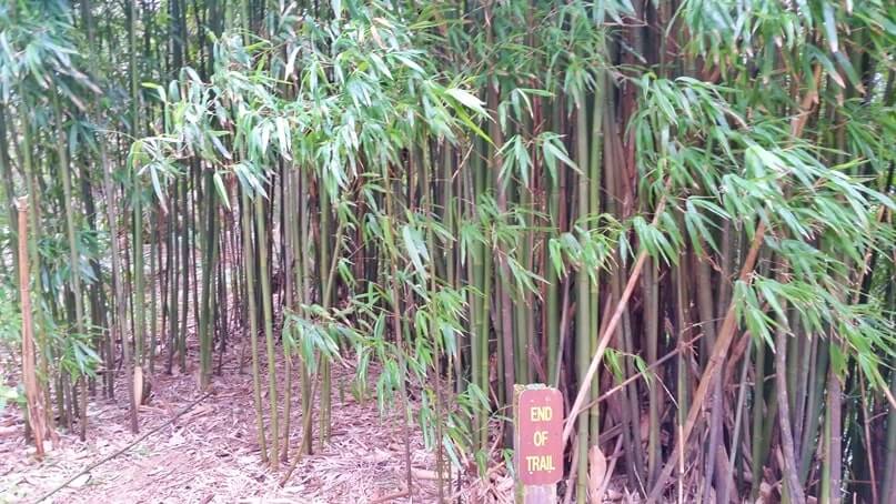waikamoi nature trail. waikamoi ridge trail. road to hana bamboo forest. maui bamboo forest