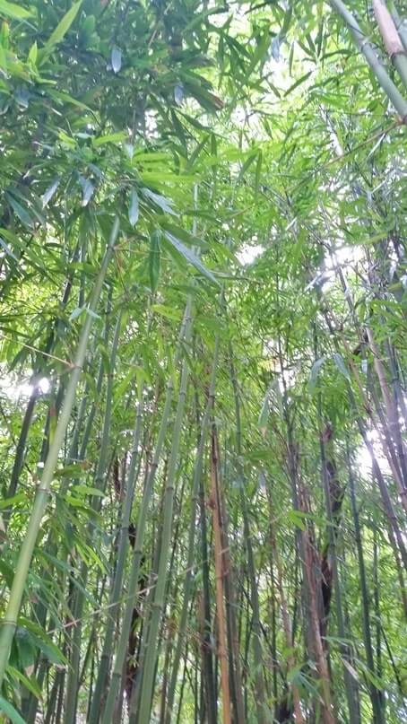 waikamoi nature trail. waikamoi ridge trail. road to hana bamboo forest. maui bamboo forest