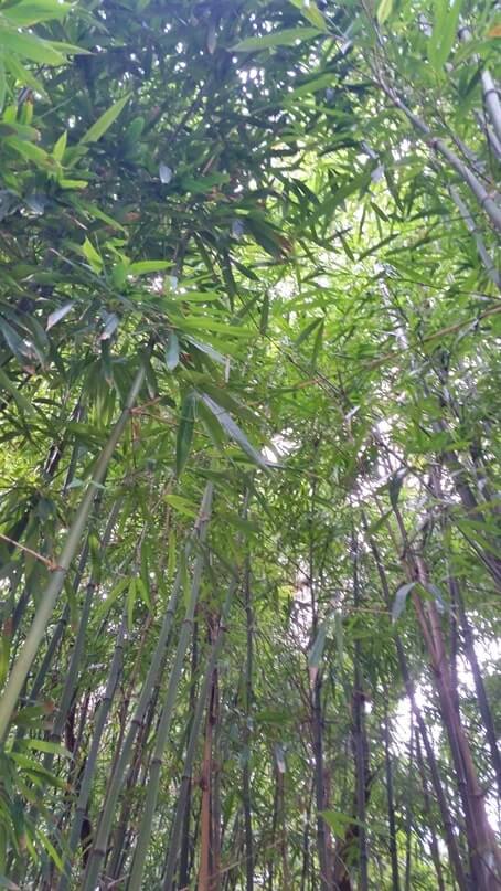 waikamoi nature trail. waikamoi ridge trail. road to hana bamboo forest. maui bamboo forest
