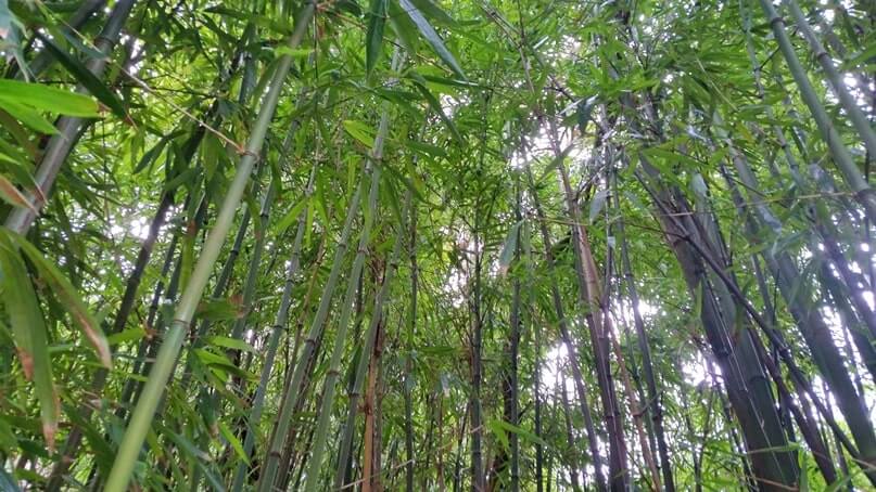 waikamoi nature trail. waikamoi ridge trail. road to hana bamboo forest. maui bamboo forest