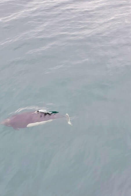 dalls porpoise in alaska. prince william sound wildlife. whittier wildlife watching tour