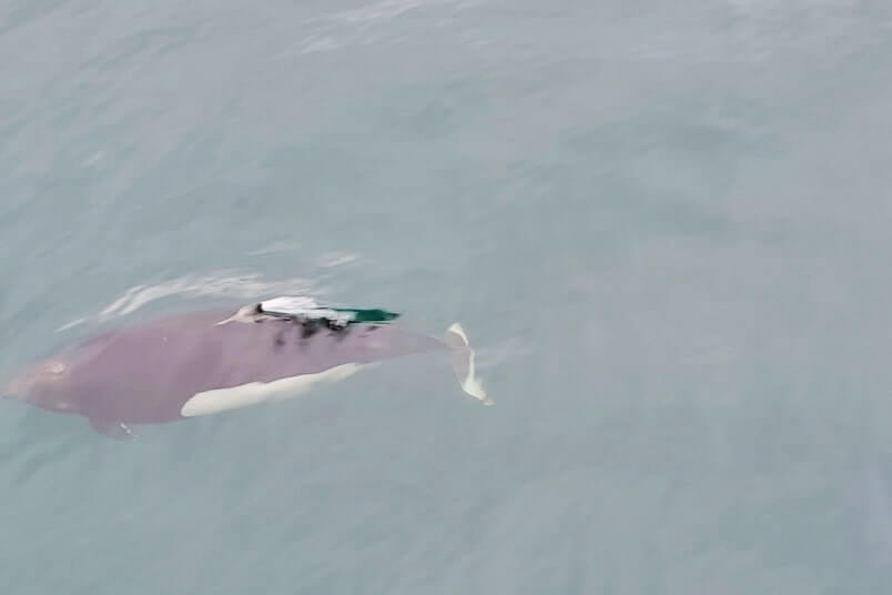 dalls porpoise in alaska. prince william sound wildlife. whittier wildlife watching tour