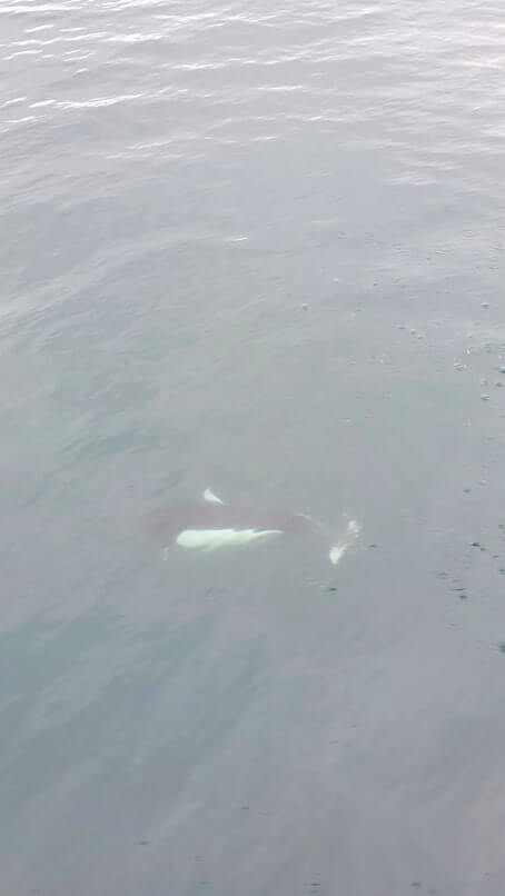 dalls porpoise in alaska. prince william sound wildlife. whittier wildlife watching tour