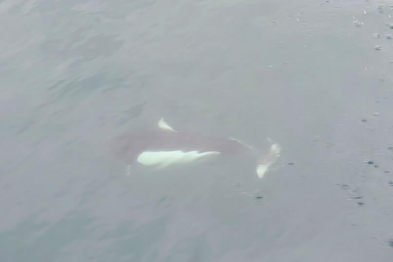 dalls porpoise in alaska. prince william sound wildlife. whittier wildlife watching tour