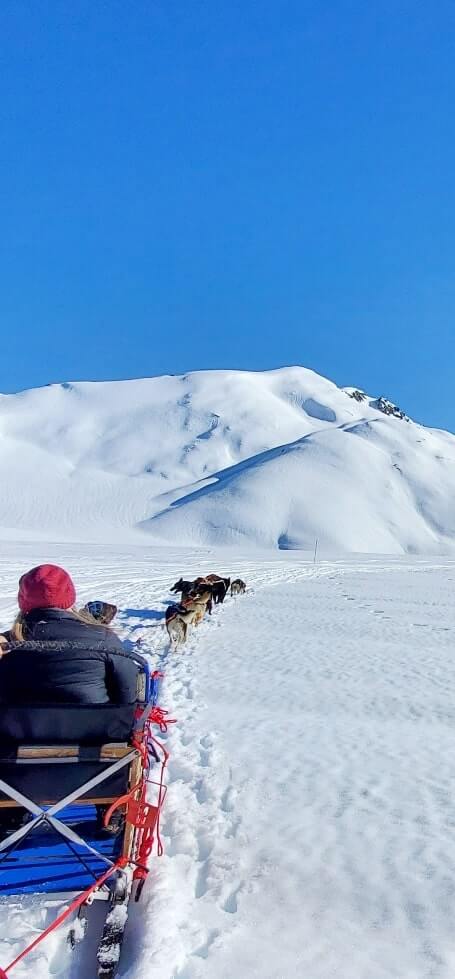 dog sledding tour in alaska in summer. glacier dog sledding on snow