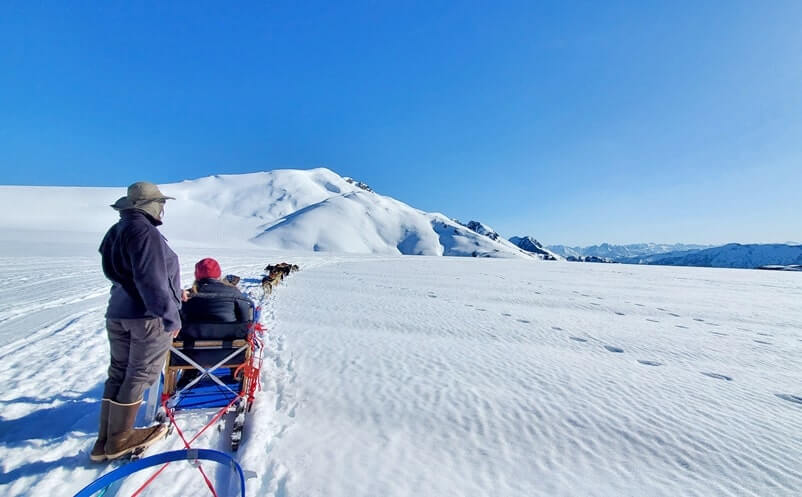 dog sledding tour in alaska in summer. glacier dog sledding on snow
