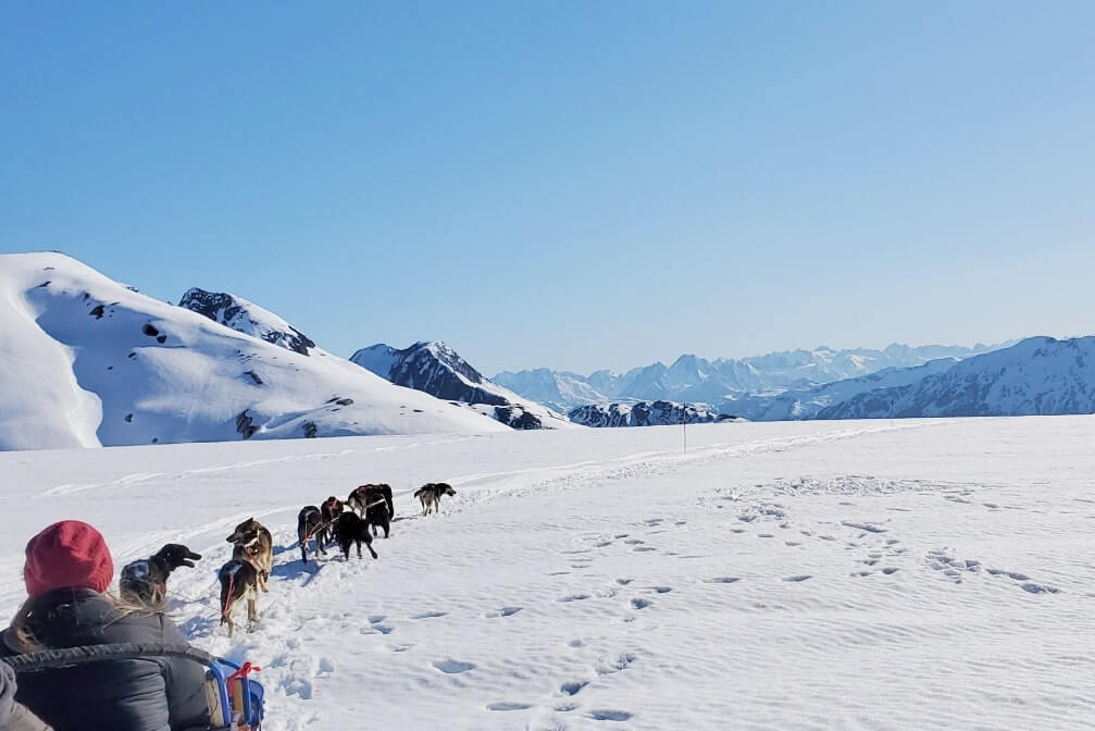 dog sledding tour in alaska in summer. glacier dog sledding on snow