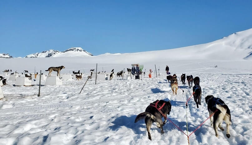 dog sledding camp. alaska dog sledding tour