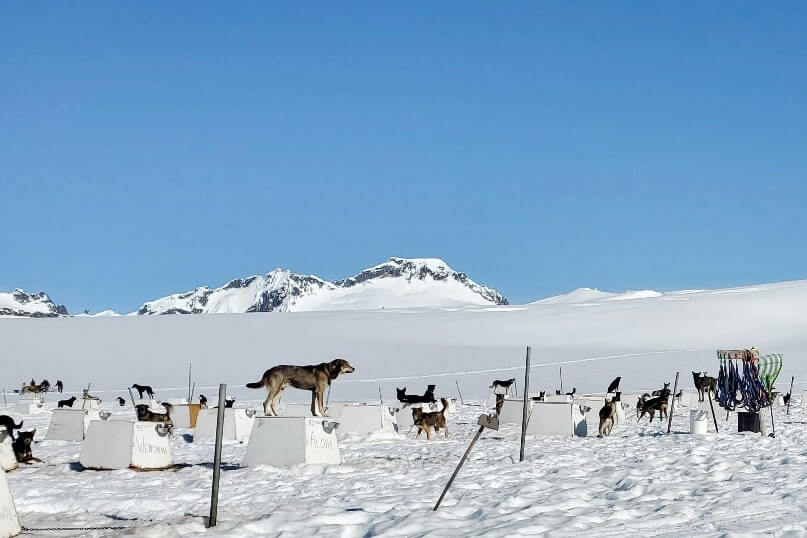 dog sledding camp. alaska dog sledding tour