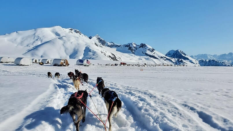 dog sledding camp. alaska dog sledding tour