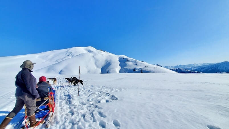 alaska dog sledding tour