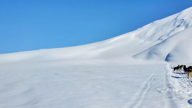 alaska dog sledding tour