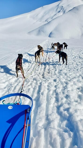 alaska dog sledding tour