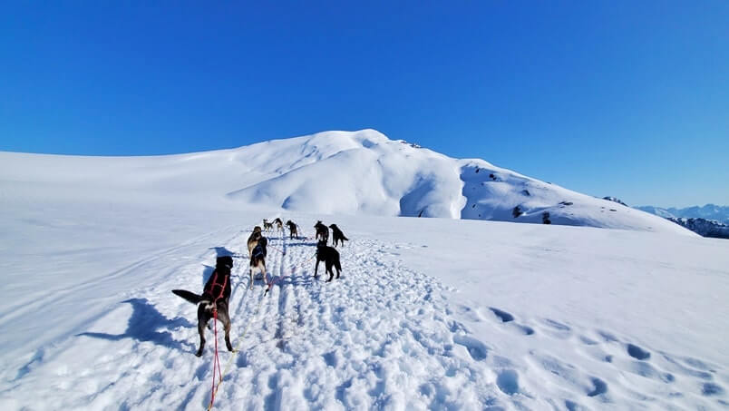 alaska dog sledding tour