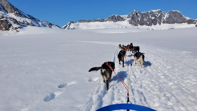 dog sledding tour in alaska in summer. glacier dog sledding on snow
