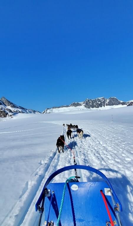 dog sledding tour in alaska in summer. glacier dog sledding on snow