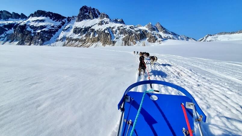 dog sledding tour in alaska in summer. glacier dog sledding on snow