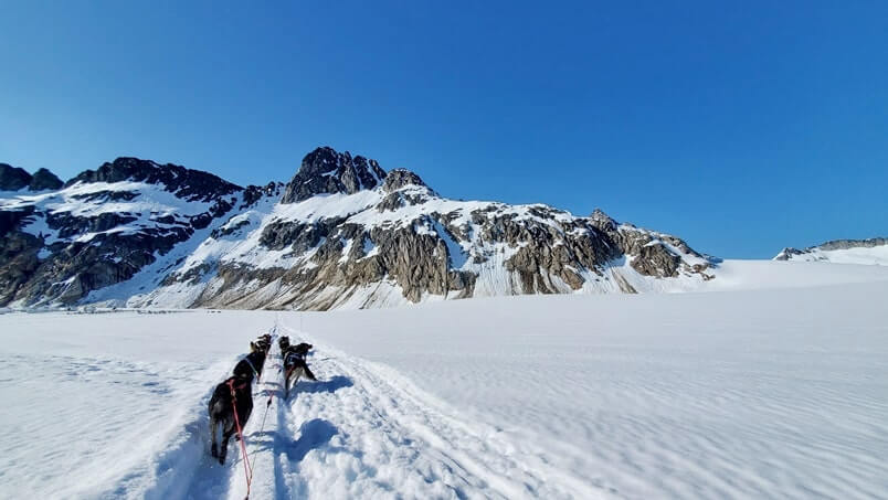 dog sledding tour in alaska in summer. glacier dog sledding on snow