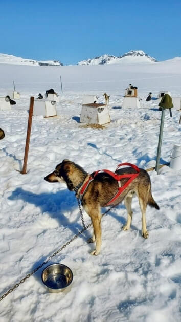 sled dog mushers camp on a glacier. alaska dog sledding tour