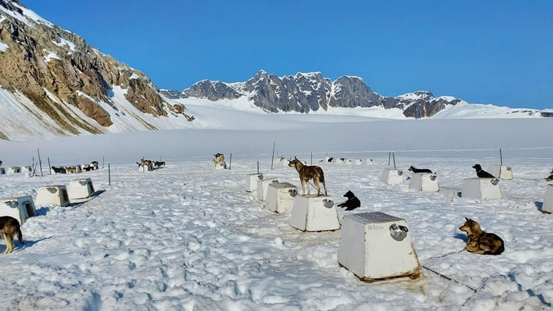 sled dog mushers camp on a glacier. alaska dog sledding tour
