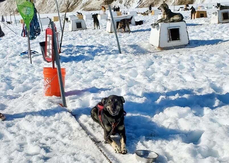 sled dog mushers camp on a glacier. alaska dog sledding tour