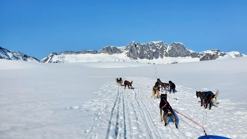sled dog tour alaska