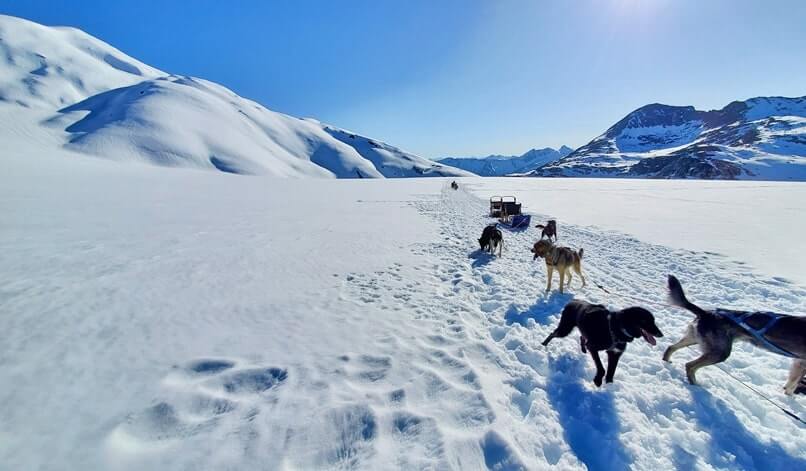 sled dog tour alaska