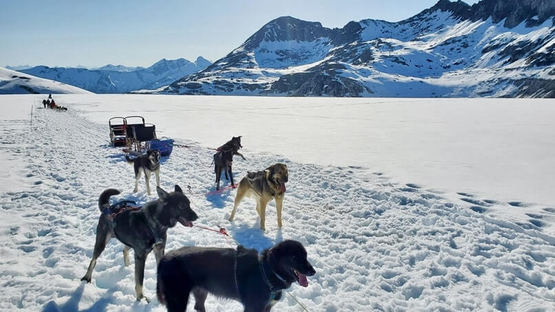 sled dog tour alaska