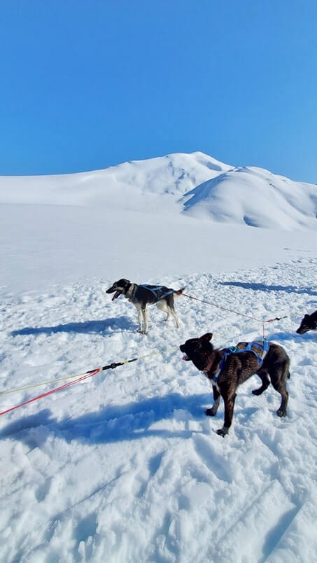 sled dog tour alaska
