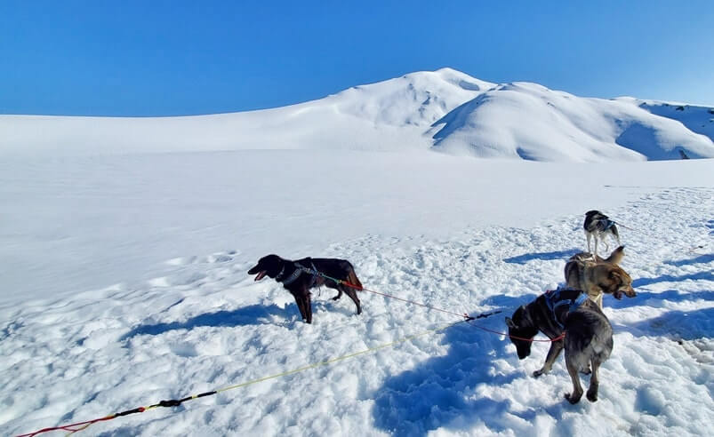 sled dog tour alaska