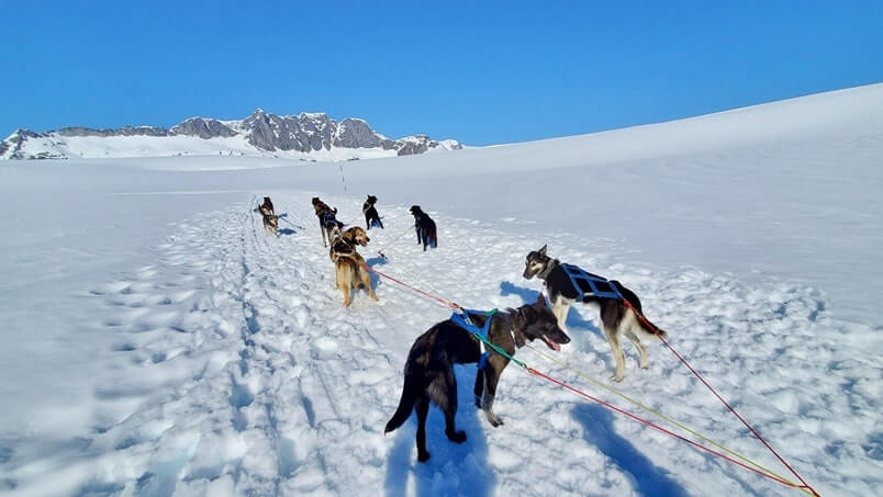sled dog tour alaska