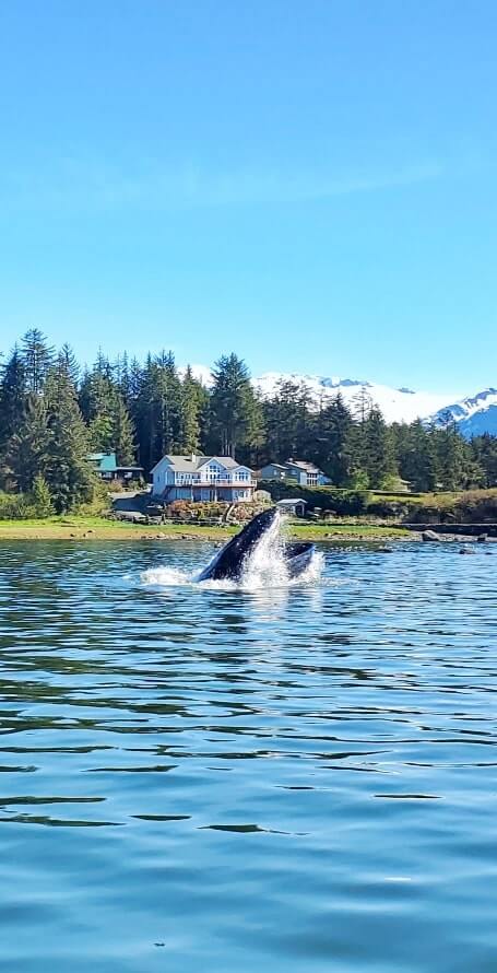 vancouver to anchorage cruise with juneau. alaska cruise things to do: juneau whale watching tour