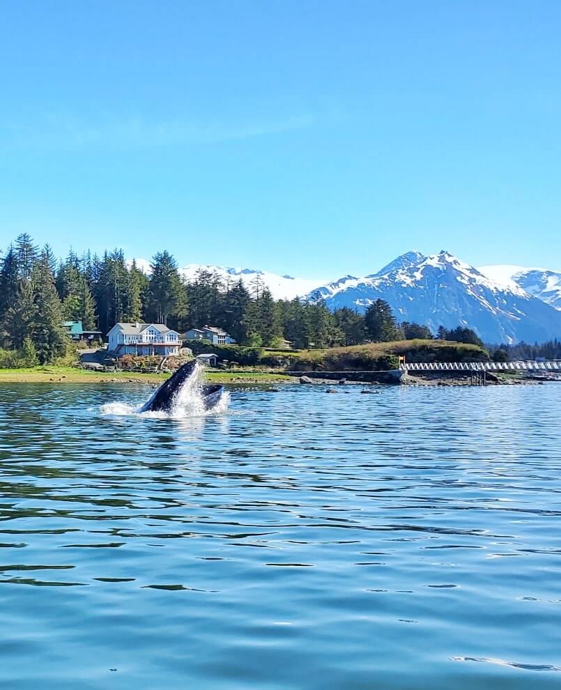 vancouver to anchorage cruise with juneau. alaska cruise things to do: juneau whale watching tour
