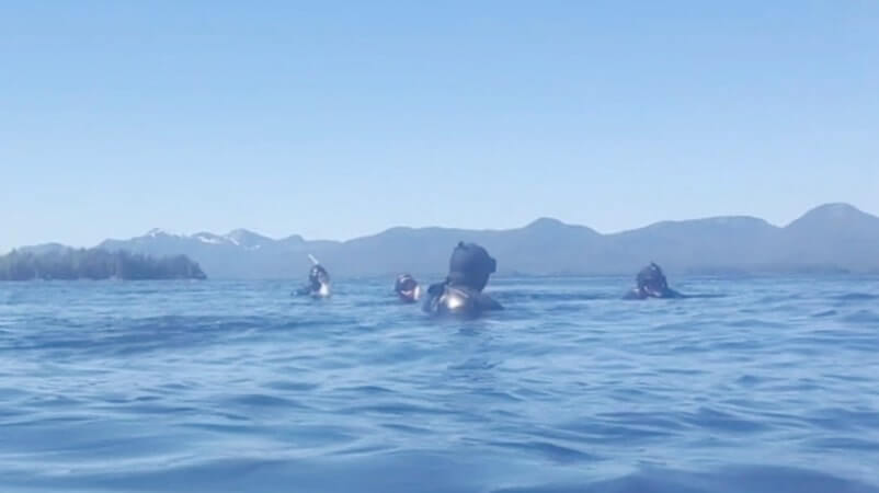 vancouver to anchorage cruise with ketchikan. alaska cruise things to do: ketchikan snorkeling