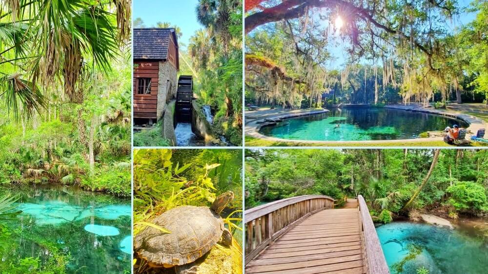 juniper springs, ocala national forest. juniper springs recreation area, best florida springs