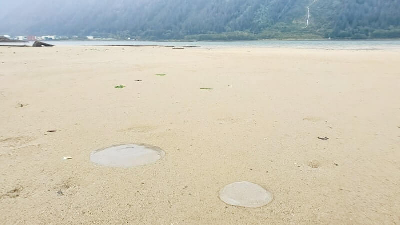 where to see jellyfish in juneau alaska