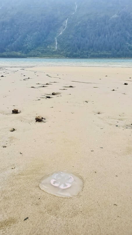 where to see jellyfish in juneau alaska