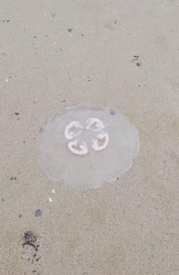 where to see jellyfish in juneau alaska