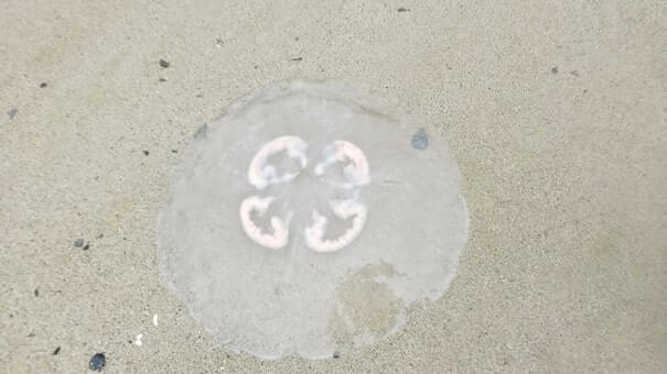 where to see jellyfish in juneau alaska