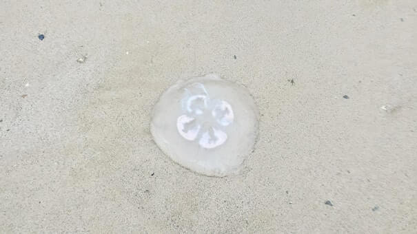 where to see jellyfish in juneau alaska