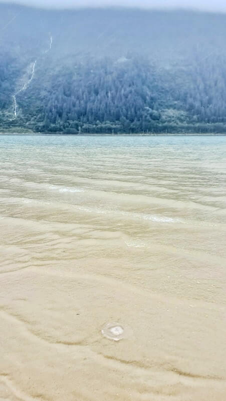where to see jellyfish in juneau alaska