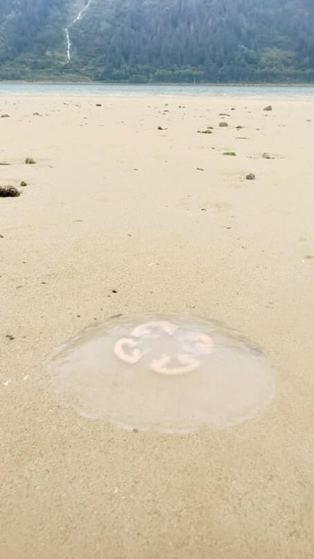 sandy beach juneau. where to see jellyfish in juneau alaska