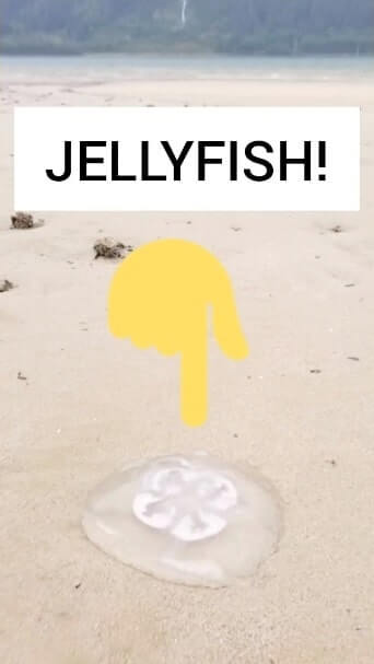 sandy beach juneau. where to see jellyfish in juneau alaska