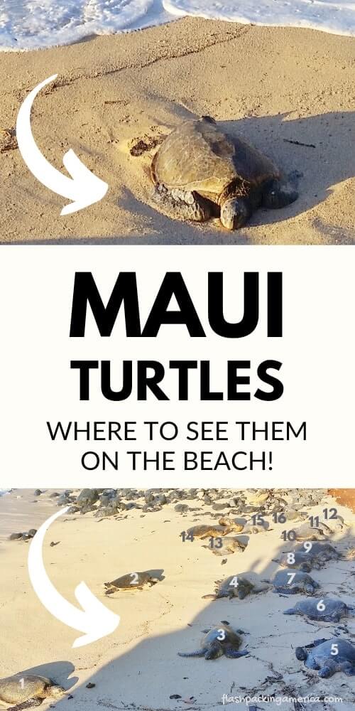 maui turtles. where to see turtles on the beach in maui hawaii