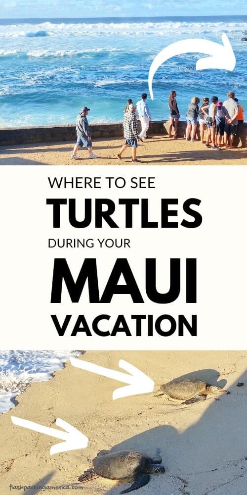 where to see turtles in maui during your maui vacation in hawaii
