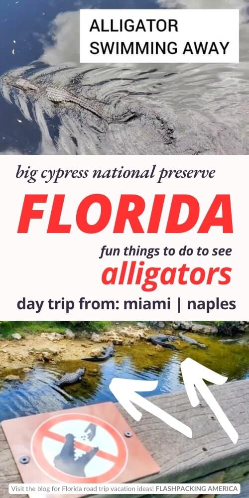 big cypress national preserve things to do to see alligators. miami day trip. florida everglades